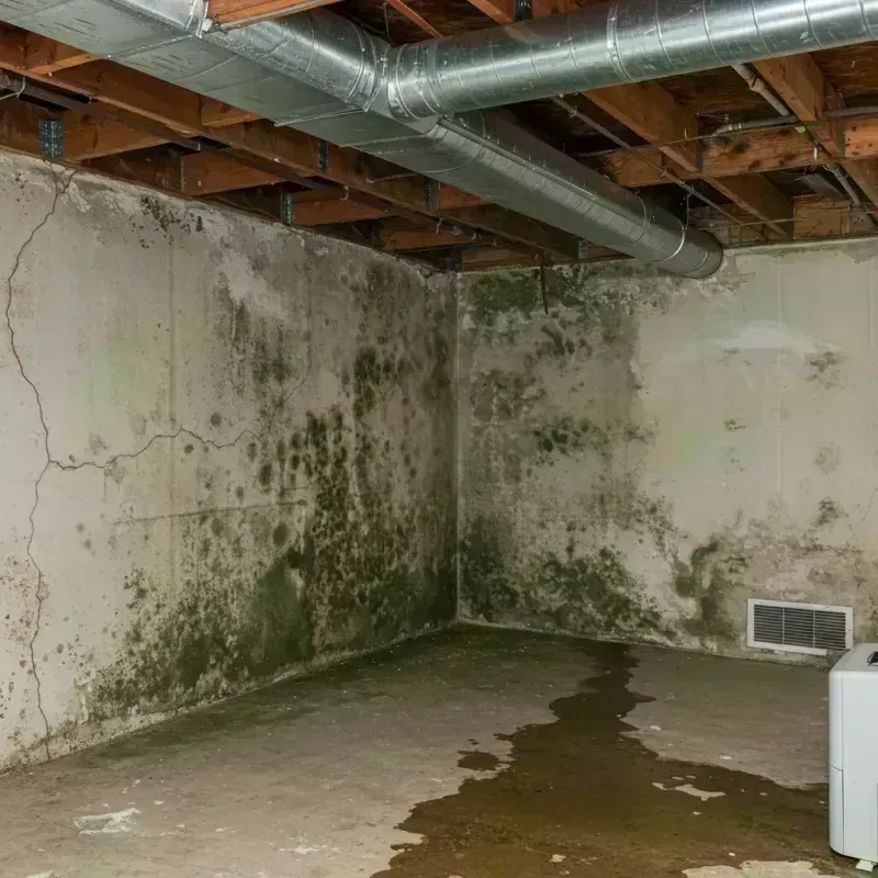 Professional Mold Removal in Lemont, IL